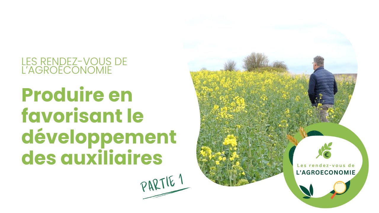 Comment produire en favorisant le développement des auxiliaires ? (partie 1)