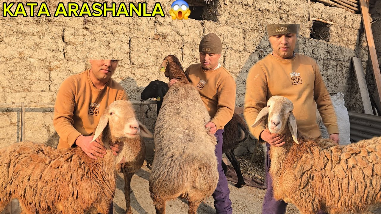 🇰🇬 KATA ARASHANLA KELDI AZIMJON AKAGA YANGI PARTIYA ULGRIP KOLIG 😱😱