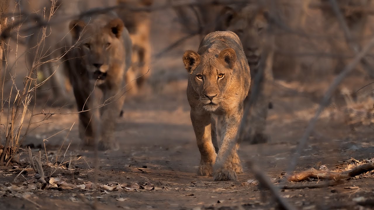 Approaching Lions on Foot | Mana Pools | Zimbabwe