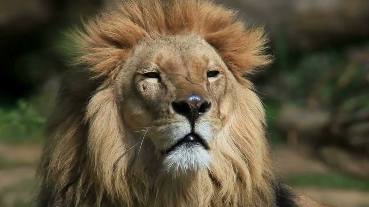 Lions | 4K 60fps HDR ( ULTRA HD )  | 4k 3840 X 2160 Video | 4k Video | Epi 47