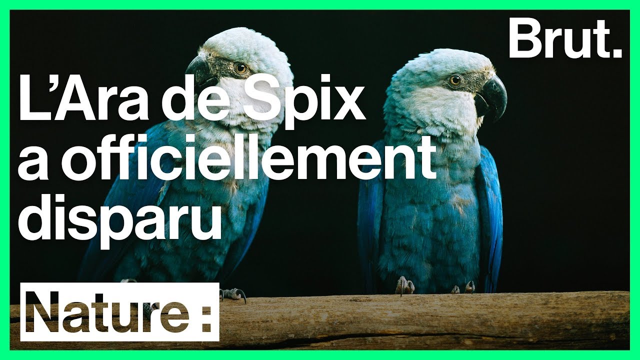 L'Ara de Spix a disparu