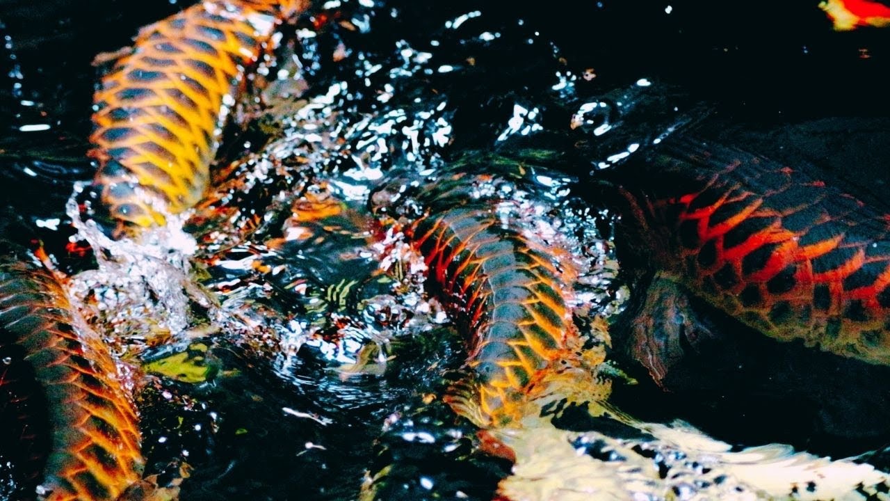 Natural Monster Red Arowana in Big Pond | Beautiful Arowana Fish in Wild