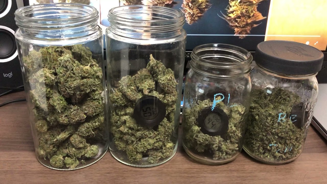 Pink Lemonade #2 Harvest Results