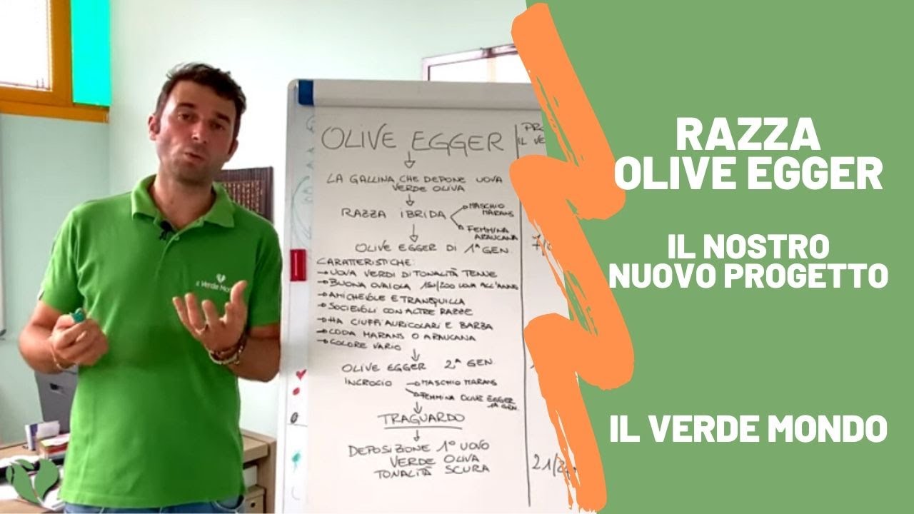 Olive Egger: il nuovo progetto de Il Verde Mondo - Una gallina ovaiola dalle uova color verde oliva