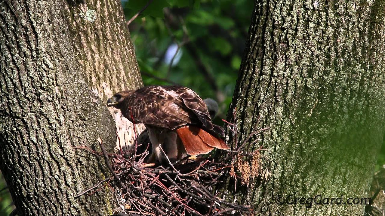 Red-tailed Hawk's nest - Week 3