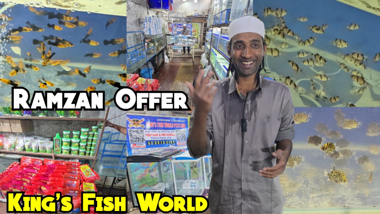King Fish World Pets Hub Par Sunday Offer| Khaleel Bhai | Best Fishes Aquarium Persian Cats #fish