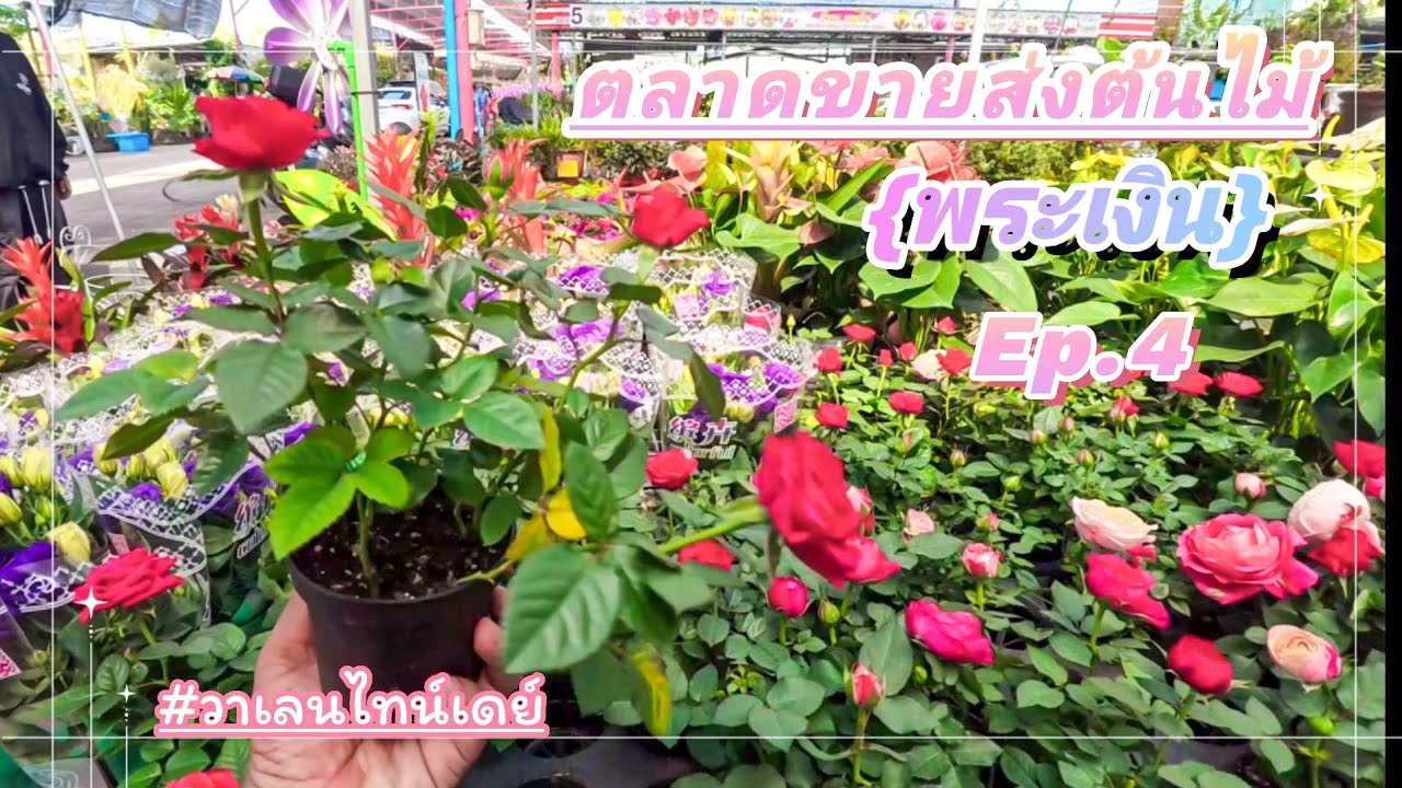 ตลาดขายต้นไม้พระเงิน Ep.4 | ต้นไม้สวยๆ ราคาไม่แพง กุหลาบวาเลนไทน์ @เกษตรน้องใหม่