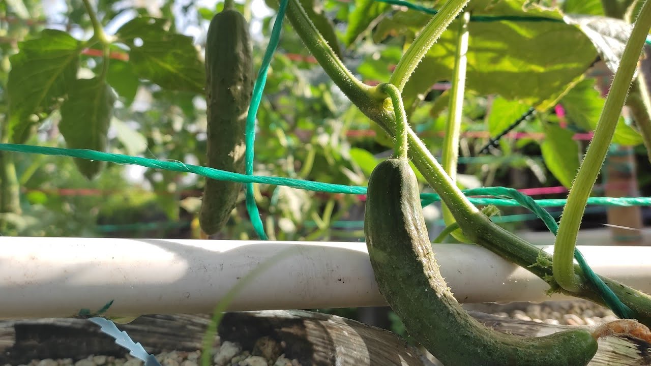 Pepino hidroponico con sus primero frutos ya cuajados