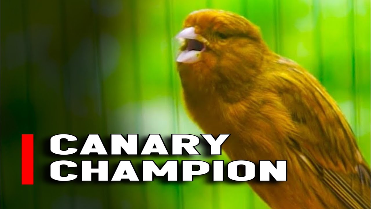 Canary Singing  | Belgian Canary Singing Makes Your Canary sing non-stop | CANARY TRAINING
