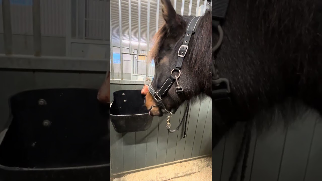 Barn vlog🐴🤪