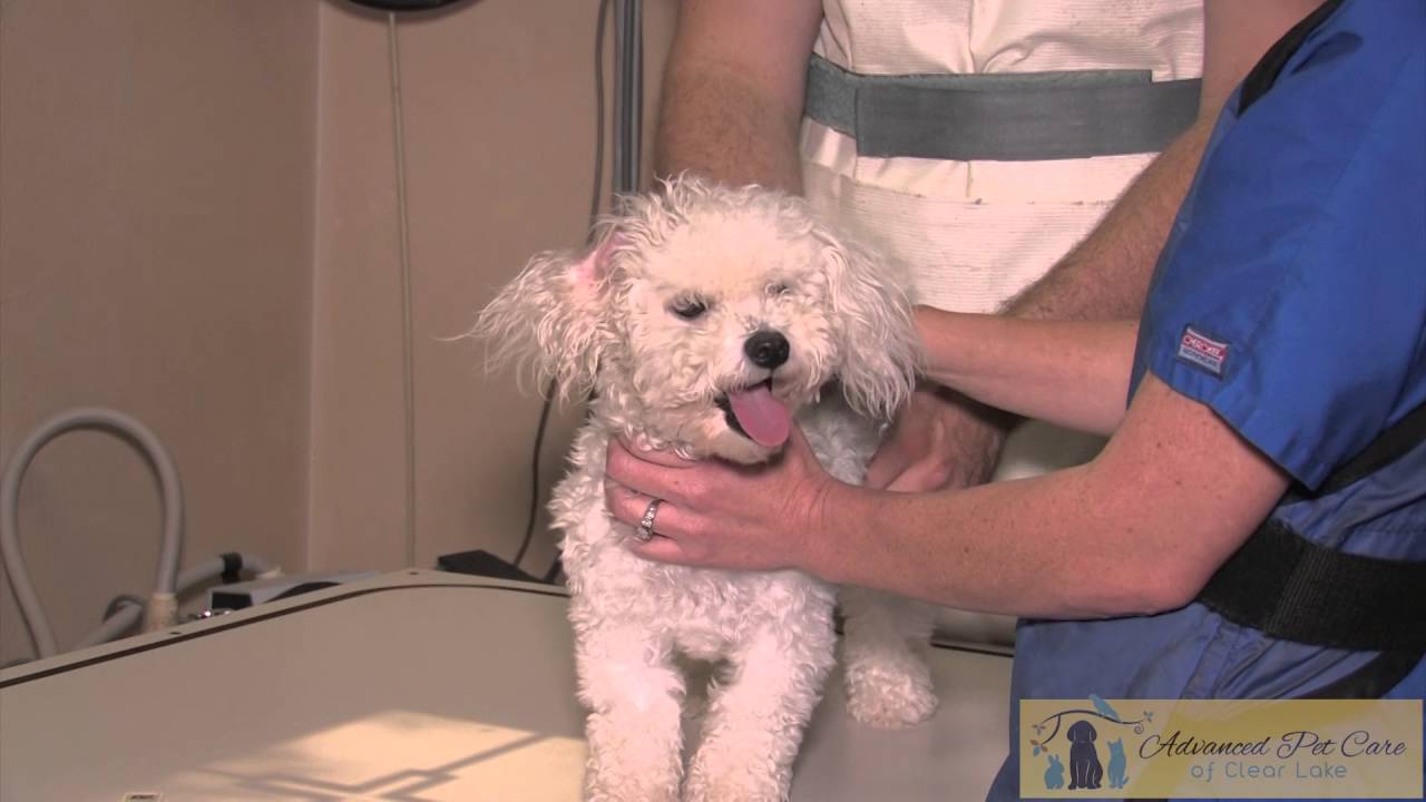 Advanced Pet Care of Clear Lake