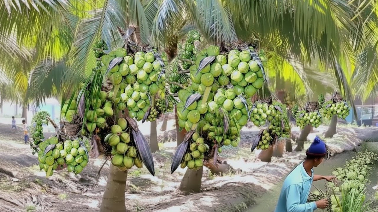 Perkebunan Kelapa modern skala besar di thailand - dunia pertanian