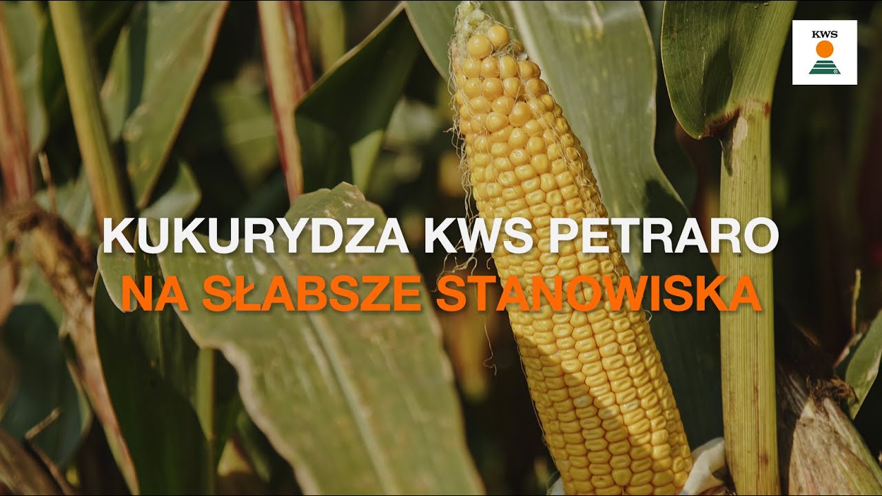 Wczesny DENT na słabsze stanowiska🌽 Kukurydza KWS PETRARO