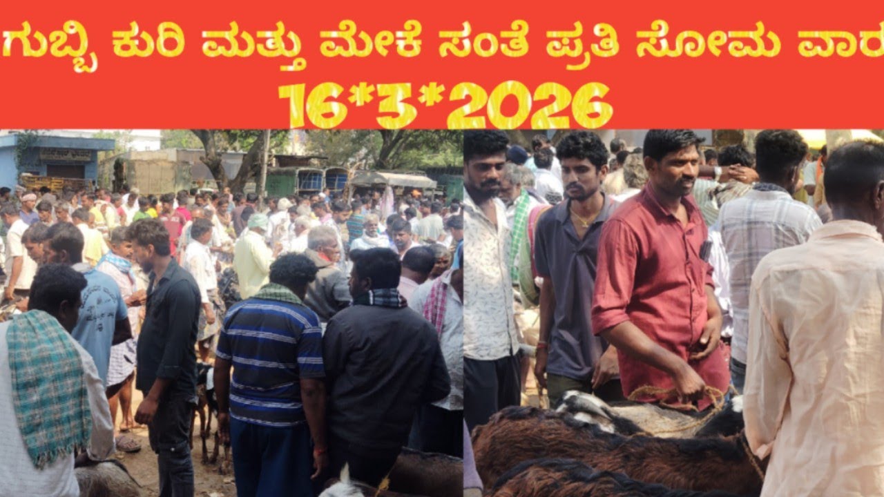 ಯುಗಾದಿ ಹಬ್ಬದ ಸಂತೆ  ಬಲು ಜೋರು@ agrianimals# gubbi sheep goat market# 16*3*2026/