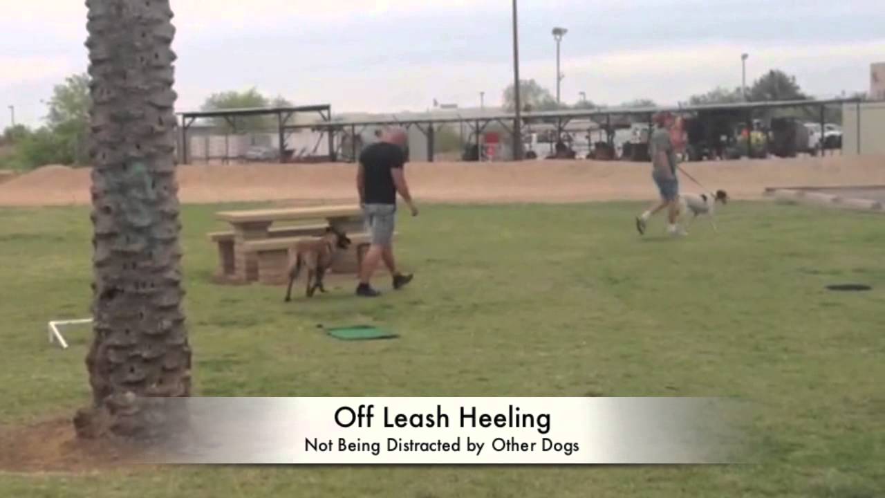 Pet Dog Obedience Training Arizona