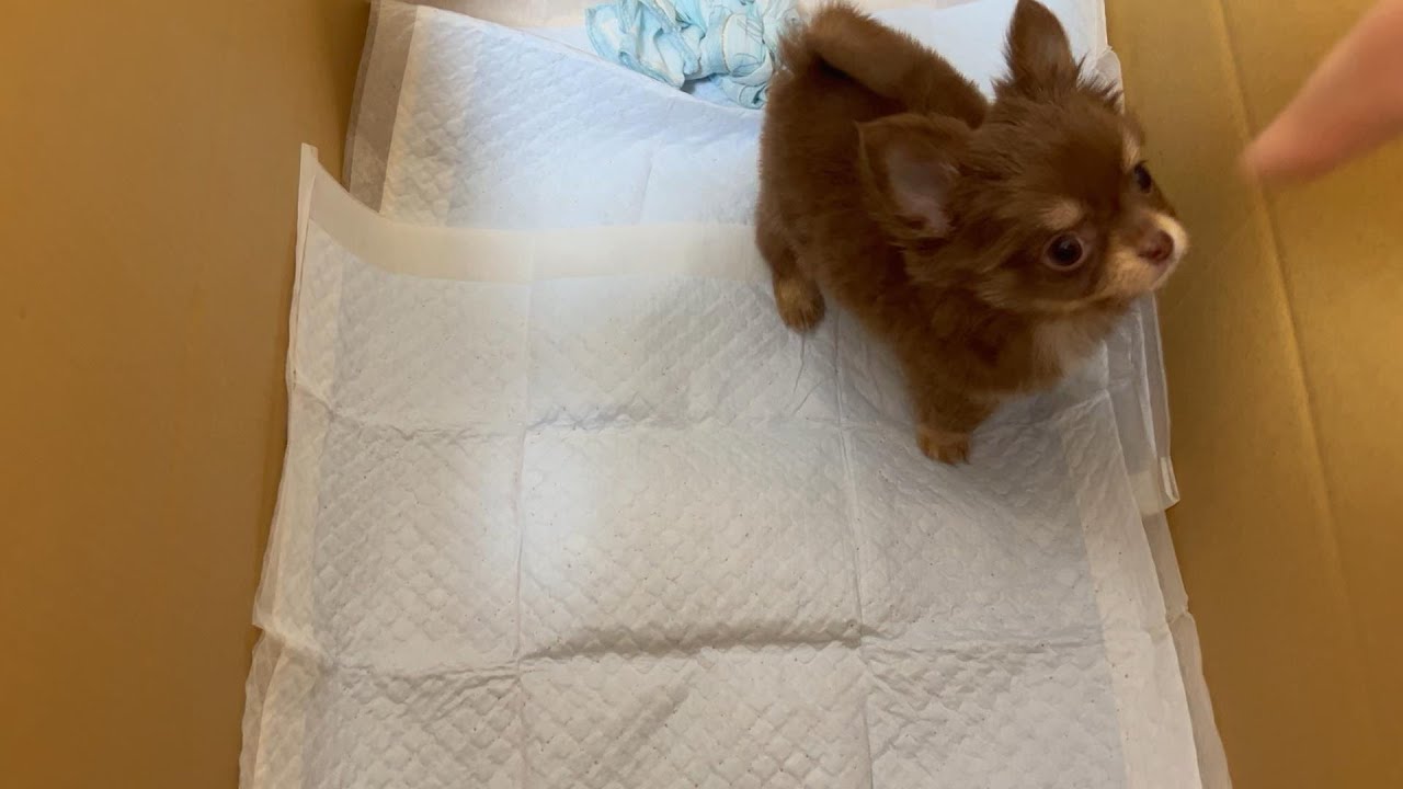 赤ちゃんチワワ飼い始めました。【#1#馴れ初め】