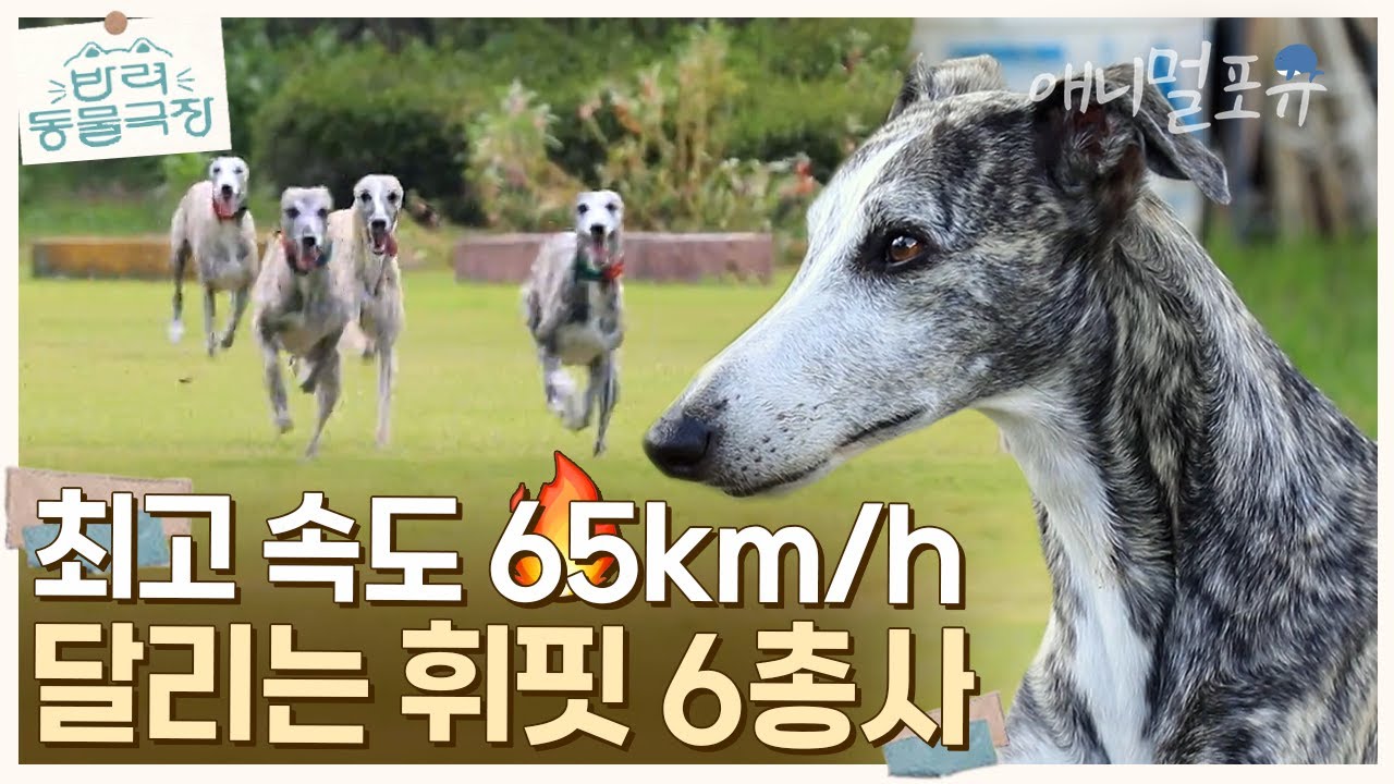 속도 60km/h로 달리는 개가 있다?!🔥 미소 휘날리며 달리는 휘핏 6총사가 떴다! | KBS 반려동물극장 240201 방송