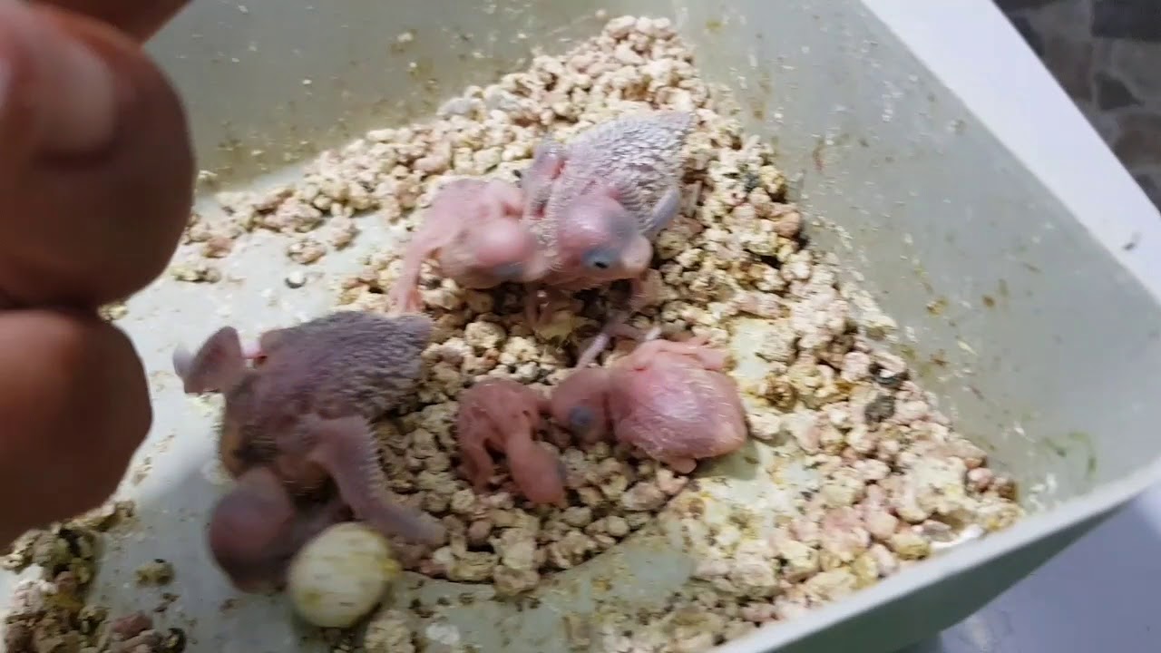 Muhabbet kusu üretim hane genel durum yuva kontrolü ve çıkan yeni yavrularımız