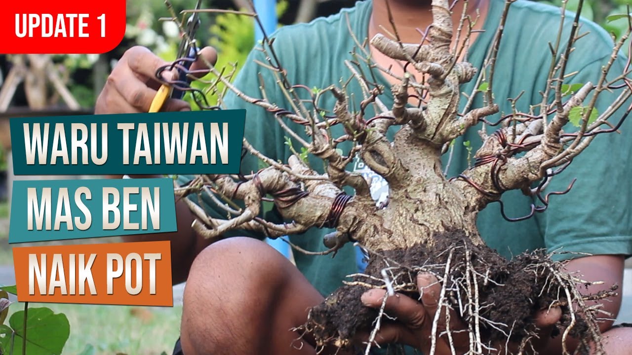Naik Pot Bahan Bonsai Waru Taiwan Di Kebun Ground Mas Ben