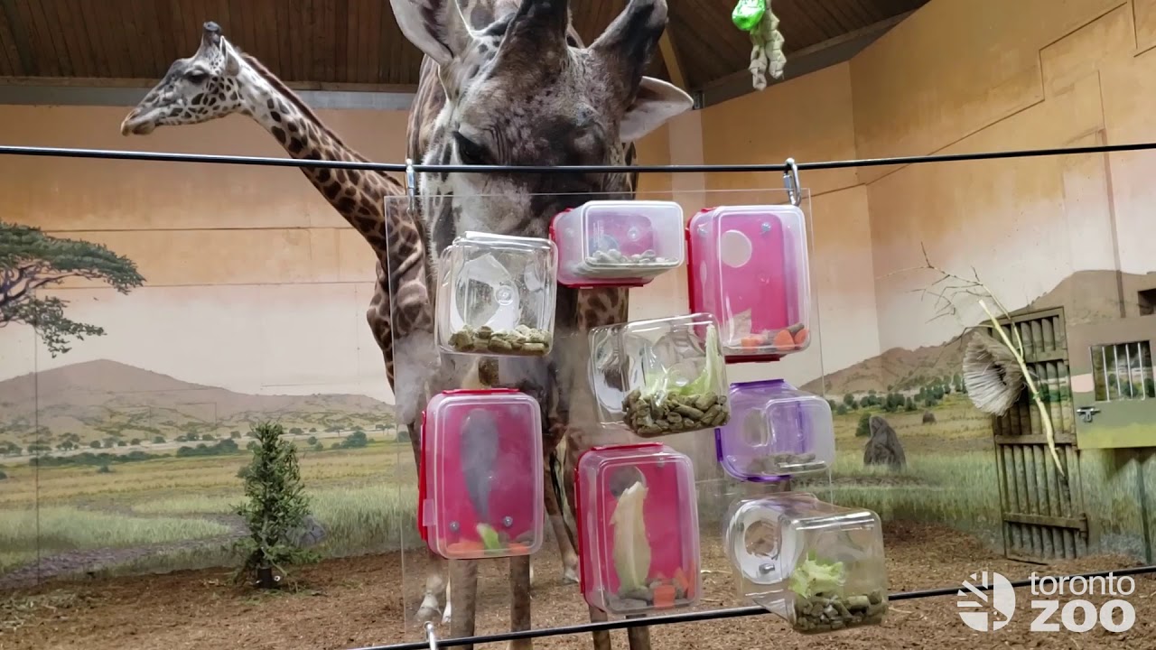 Checkout that prehensile tongue!