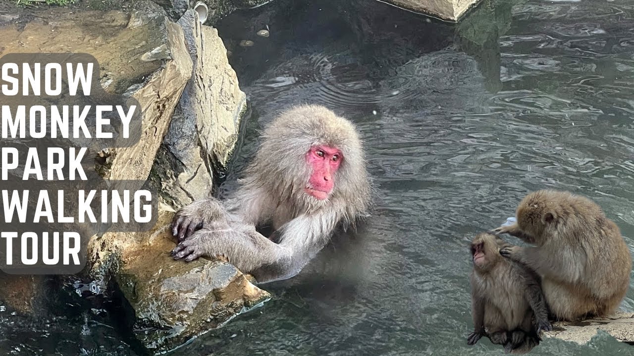 Snow Monkey Park (Jigokudani Yaen-Koen) 15-minute Walking Tour 🐒