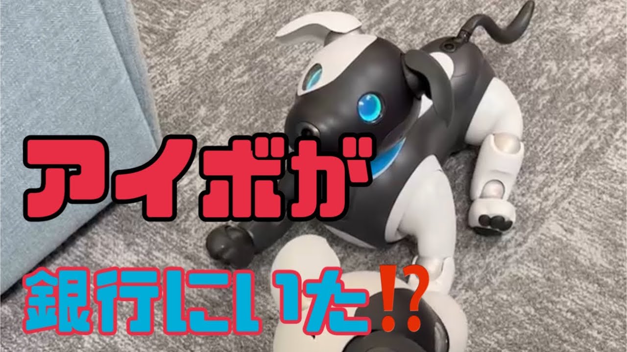アイボが2匹銀行にいた　もしかして看板犬⁉️「おすわり」や「おて」もとっても上手‼️