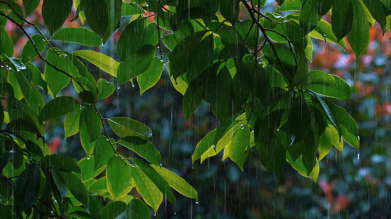✅【白噪音】在桂花樹下聆聽舒緩的雨聲，10小時無廣告版深層睡眠【Rainstorm Audio for Sleeping】 打雷下雨的有助睡眠與療癒舒壓，消除疲勞 癒，冥想，專注力，告別疲勞，自然音樂