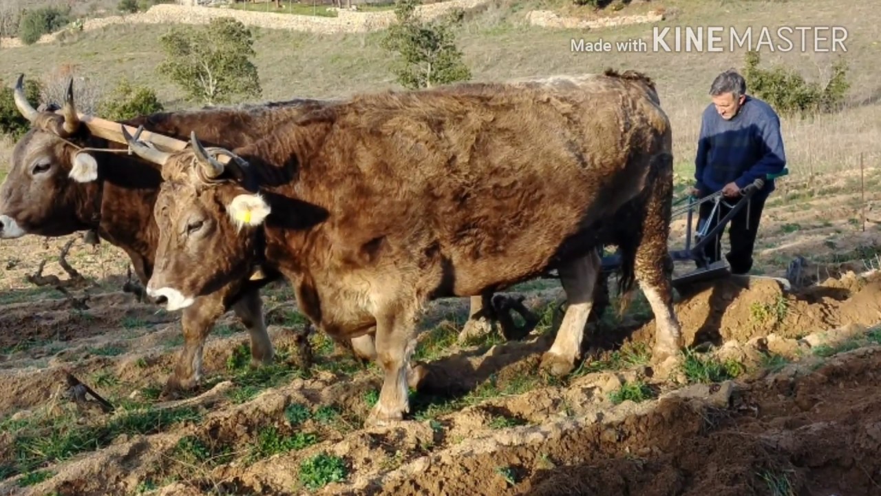 ARATURA A BUOI  -  MAMOIADA (Sardegna) -