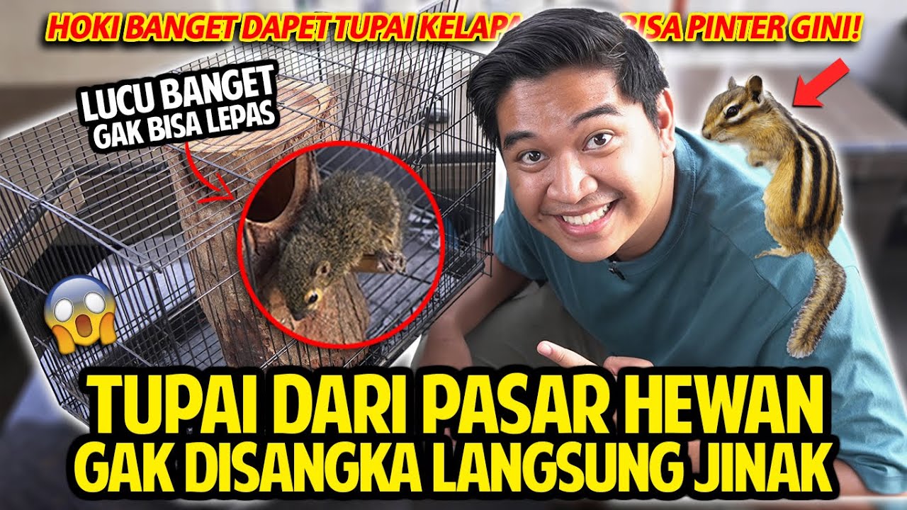 TUPAI DARI PASAR HEWAN TERBESAR DI BANDUNG GAK DISANGKA LANGSUNG JINAK! HOKI DAPET TUPAI PINTAR!