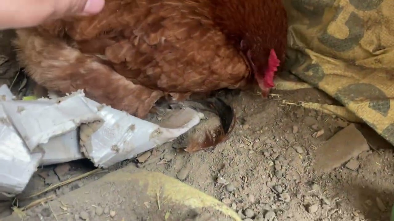 Hen egg 🥚 release