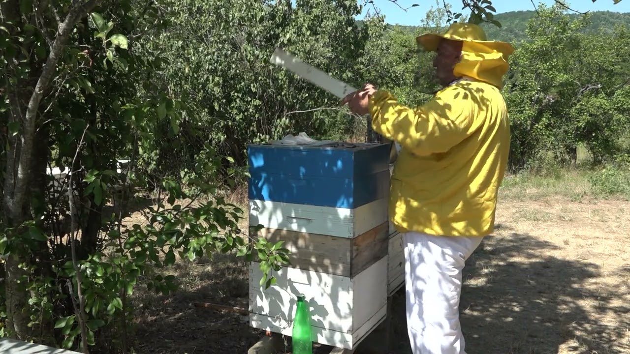 Boja meda ep. 382 01.07.2025. Matična rešetka, bagremova paša i jaka pčelinja društva