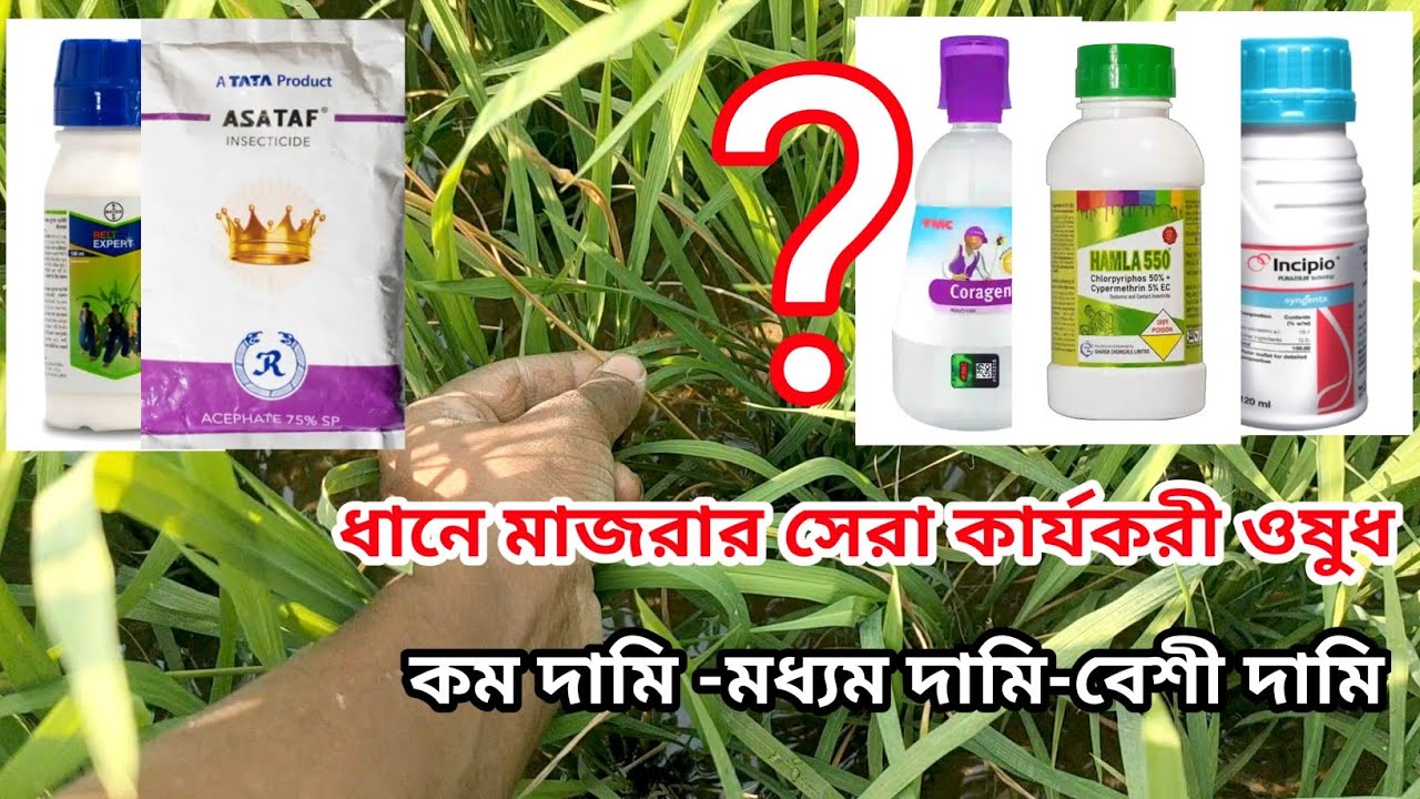 বোরো ধানের মাজরা দমনে কার্যকর সেরা ওষুধ কোনগুলো 🤔কম দাম👉 থেকে বেশি দামী