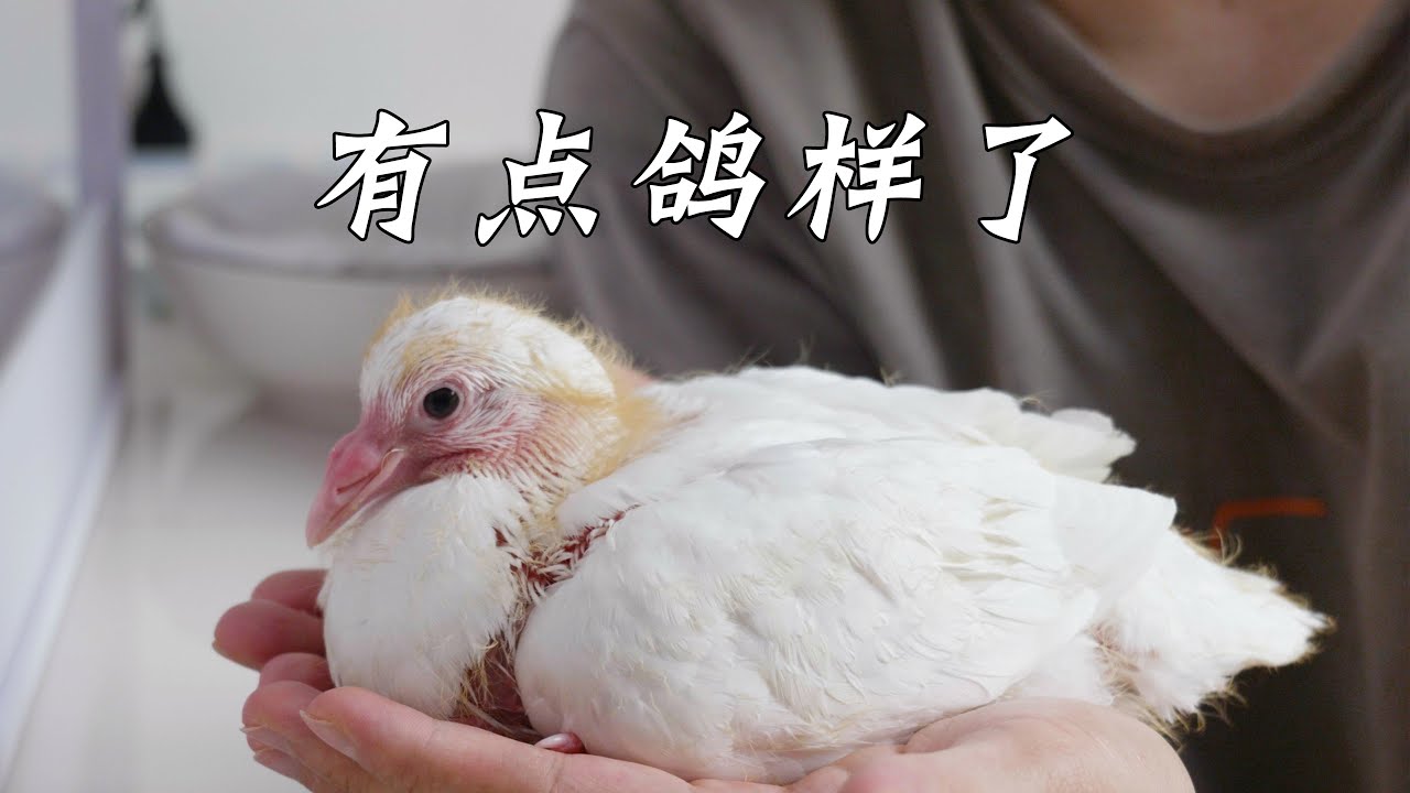 小鸽子出生19天，颜值还可以~