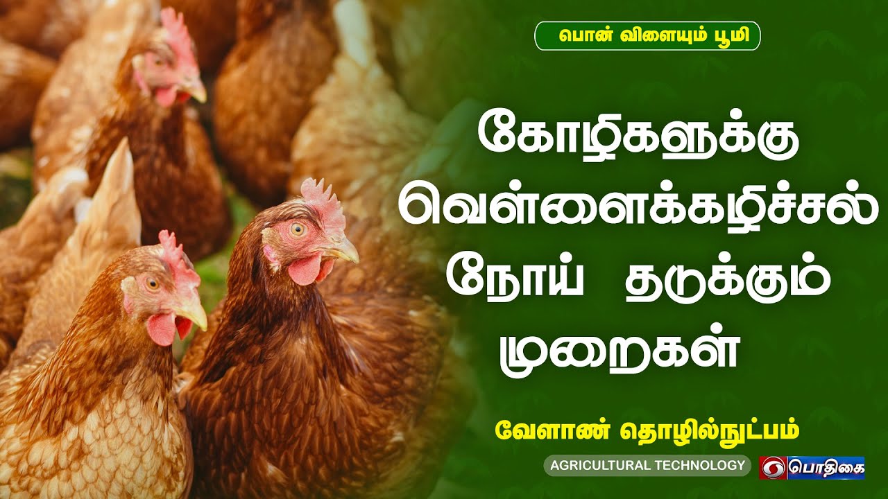 கோழிகளுக்கு வெள்ளைக்கழிச்சல் நோய் தடுக்கும் முறைகள் | Agricultural Technology | 27 - 06 - 2022