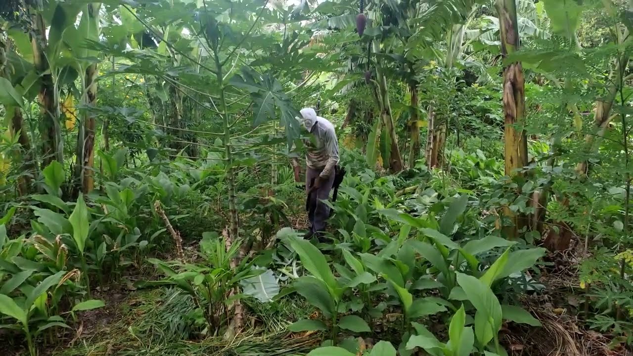 Coringa Agrofloresta: sucessão e manejo da safa equipe