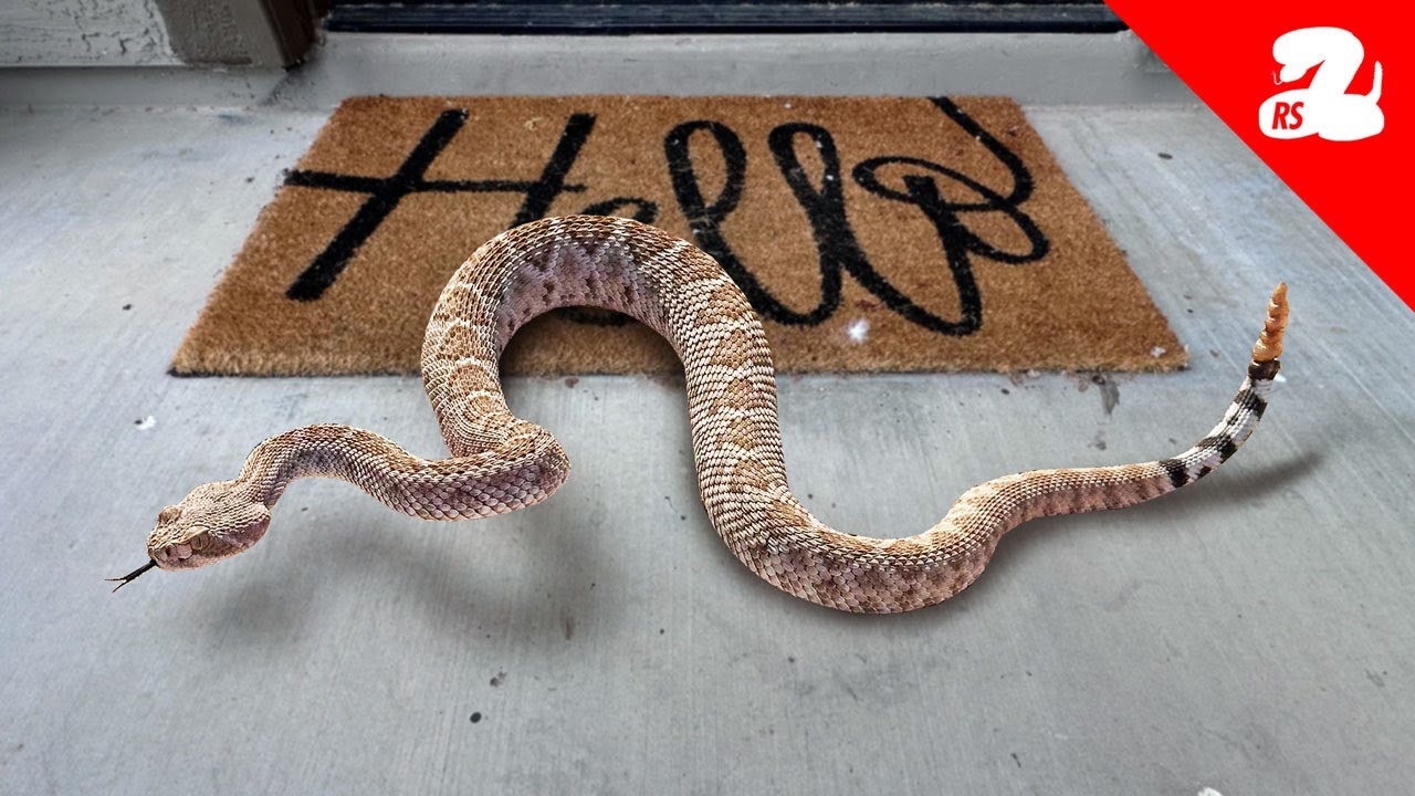 Why Rattlesnakes are Attracted to Front Doors