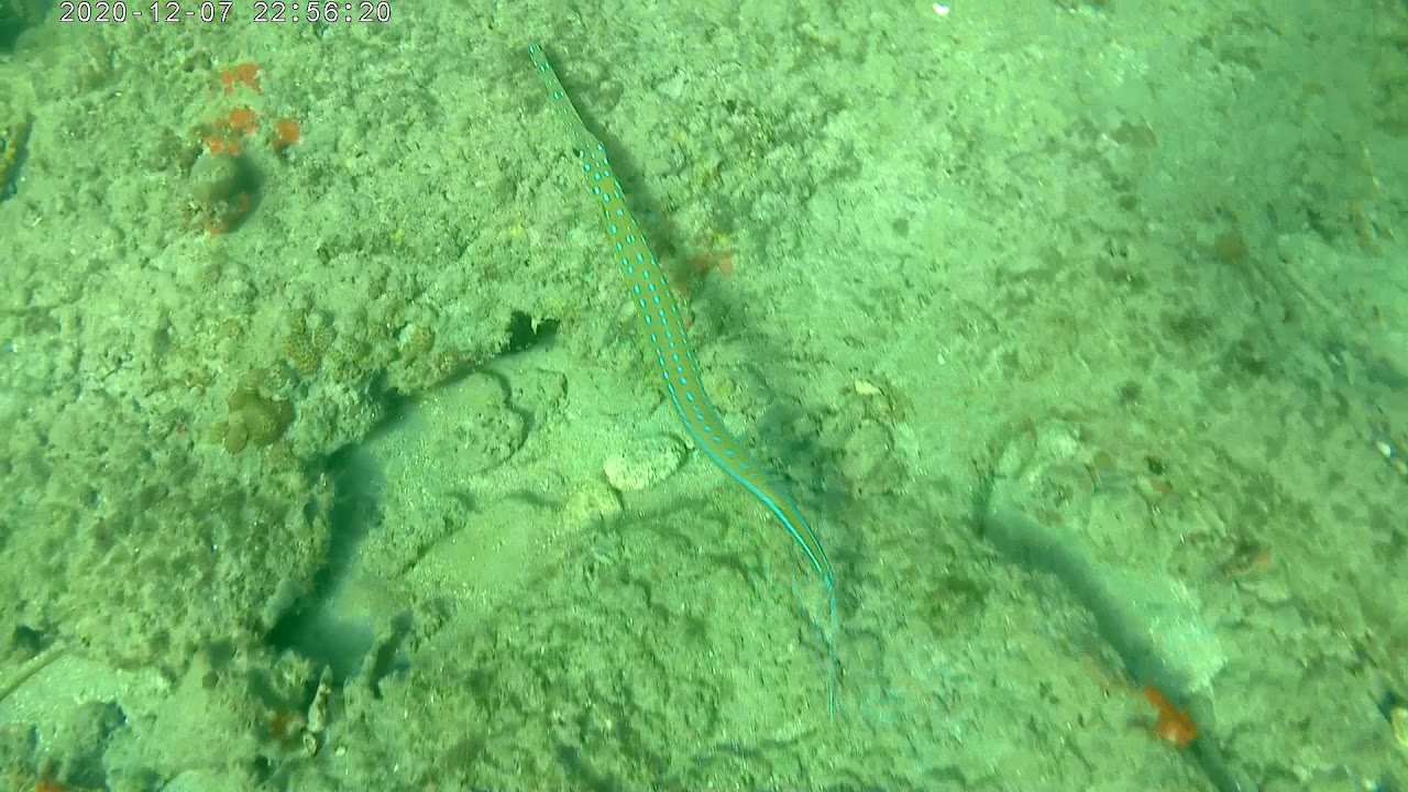 Flute fish