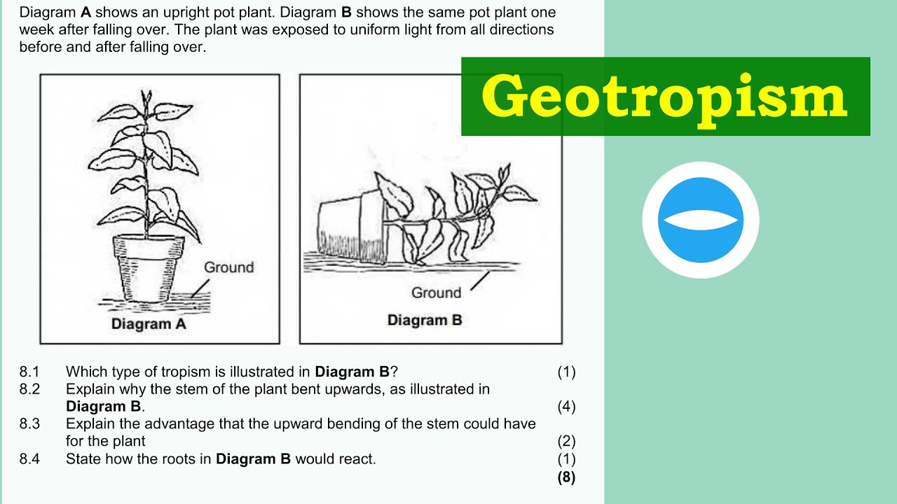 Exam Questions | Plant responding to the environment | Geotropism | Life Science grade 12.