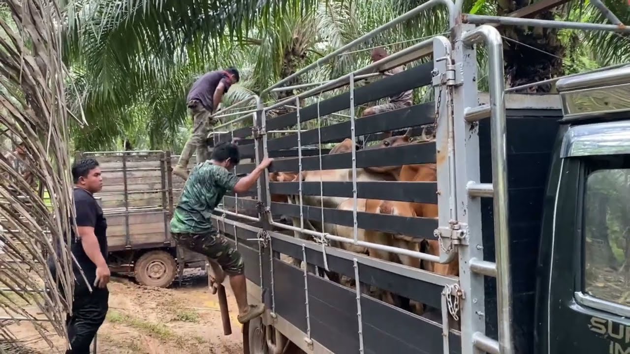 VLOG | TANGKAP LEMBU 2023