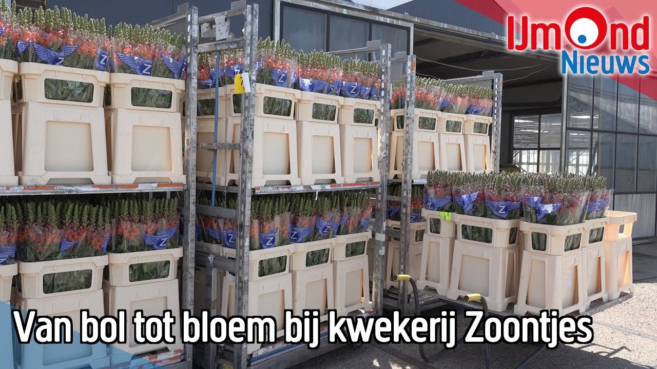 Van bol tot bloem bij kwekerij Zoontjes