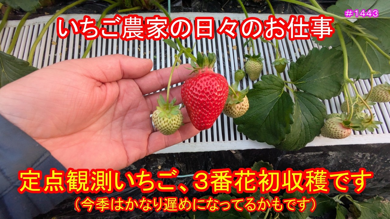 定点観測いちご、３番花初収穫です（今季はかなり遅めになってるかもです）　いちご農家の日々のお仕事　＃１４４３