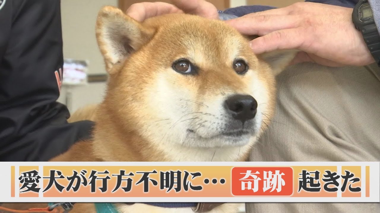 迷子犬、出雲大社の「鏡の池」で見つかる&hellip;神様が飼い主との縁を結び直した？