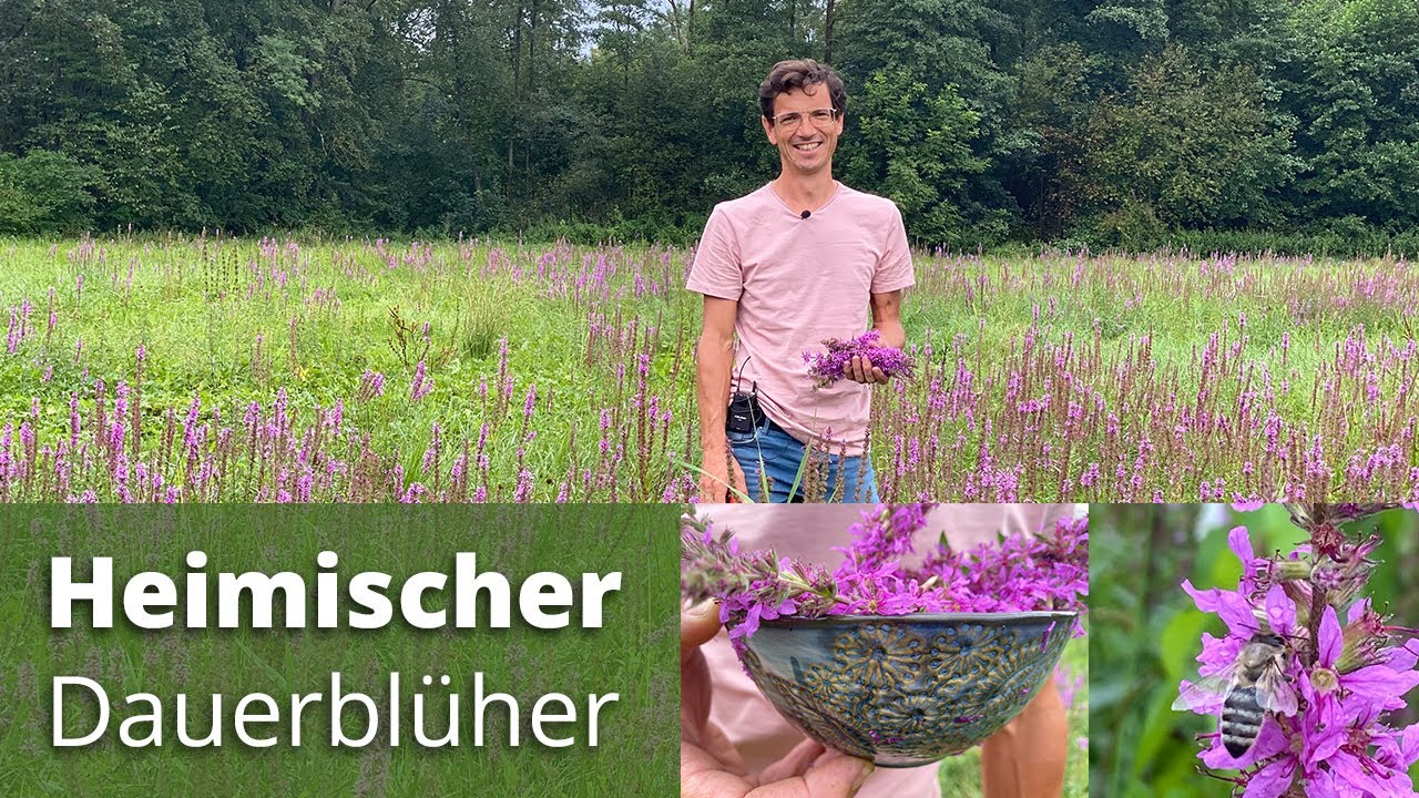 Wunderschöner heimischer Dauerblüher - wichtige Bienen- und Hummelpflanze - Verwendung und Wirkung