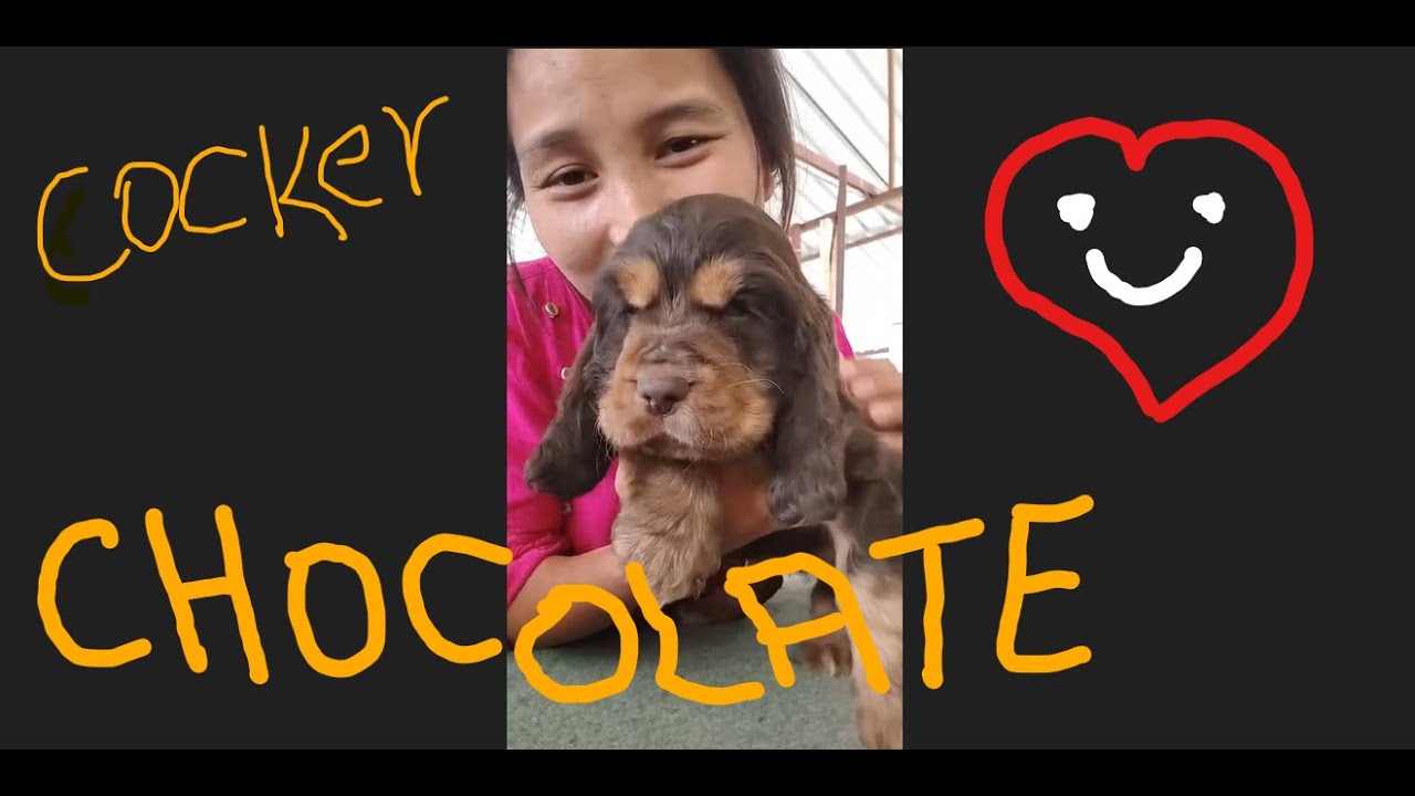 COCKER PUPPY CHOCOLATE / DELIVERY ALL INDIA - 7204487573 /7619189062 #cockerspaniel #puppyvideos