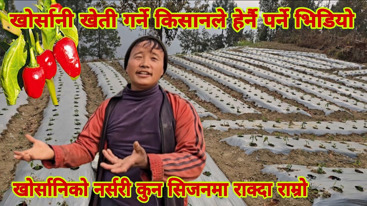 सिजनमा लाखौको अकबरे खोर्सानी उत्पादन गरेर  छरछिमेकिलाई पनि खोर्सानी खेती गर्नुपर्छ भन्ने देब लिम्बु