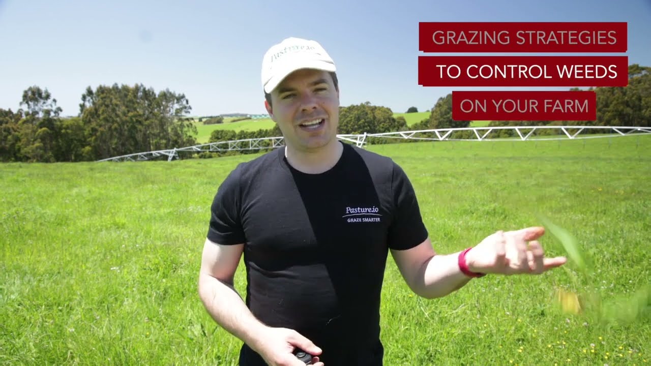 How grazing strategies can be used to control weeds in your pasture on your farm