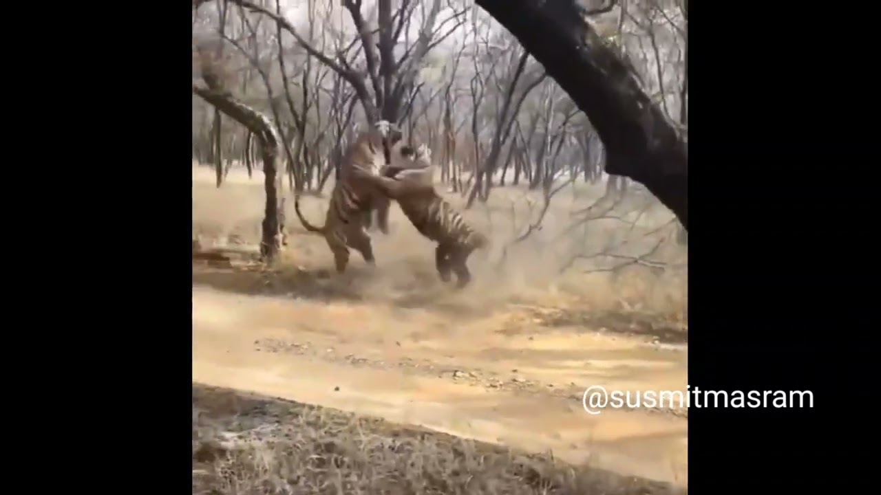 Tribute to Wagdoh (Waghdo) TIGER BRUTAL FIGHT 🐯 #india #tiger #tigerfight #wagdoh #omshanti