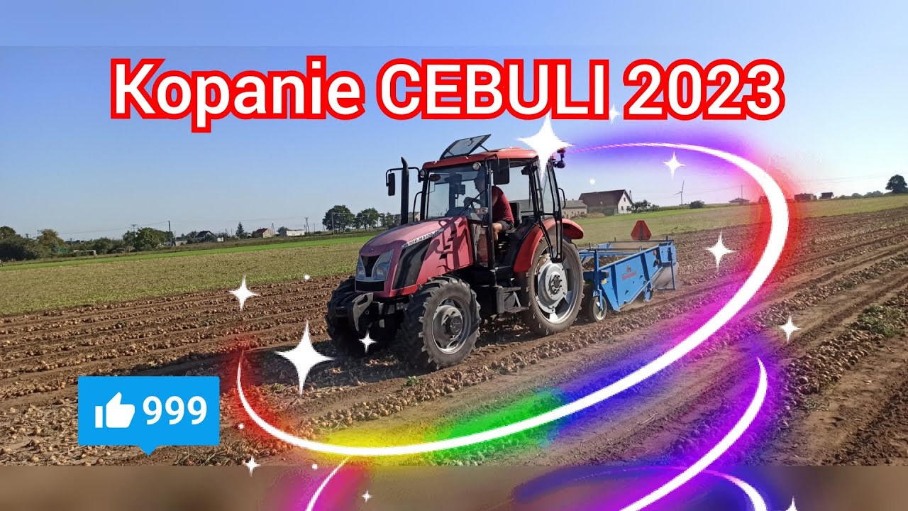 KOPANIE CEBULI PO SUSZY 2023 POLSKA CEBULA ŁAWICA