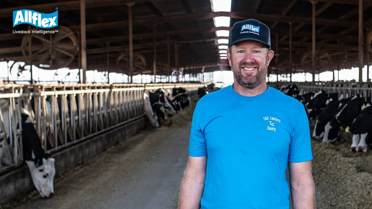 It Makes Life A Lot Easier - T&C Louters Dairy - SenseHub Dairy Monitoring