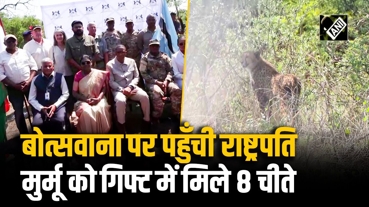 8 चीते भारत को सौंपे: मुर्मू-बोको की मौजूदगी में बोत्स्वाना ने कुनो के लिए भेजे, ऐतिहासिक पल!